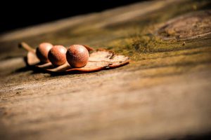 Saepe quia dolor cum